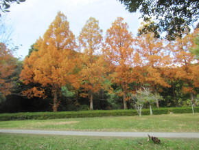 佐鳴湖の紅葉
