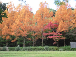 佐鳴湖の紅葉