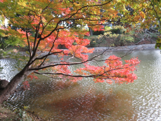佐鳴湖の紅葉