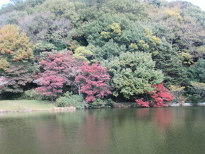 佐鳴湖の紅葉