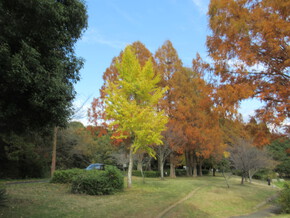 佐鳴湖の紅葉