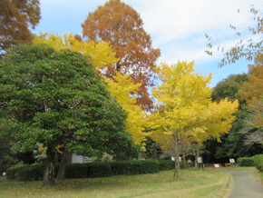 佐鳴湖の紅葉