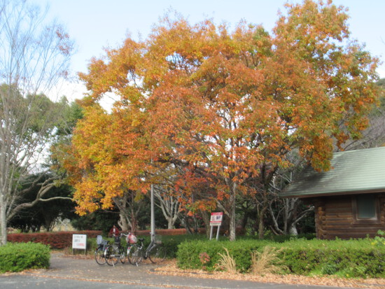佐鳴湖の紅葉
