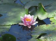 新野左馬之助（新野親矩）