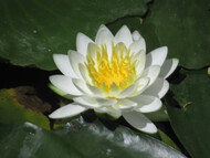 新野左馬之助（新野親矩）