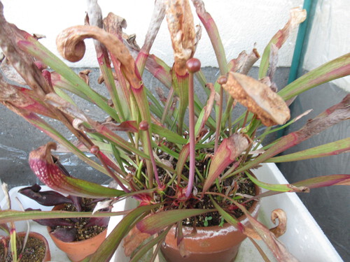 花茎