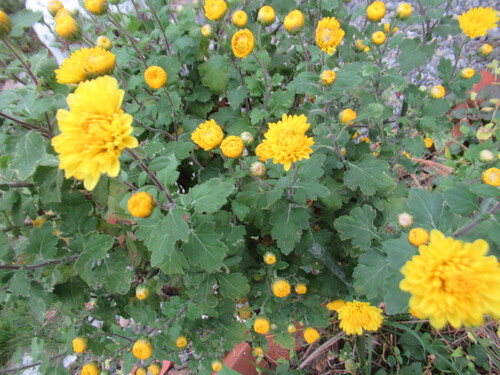 kiku 　 キク　　菊