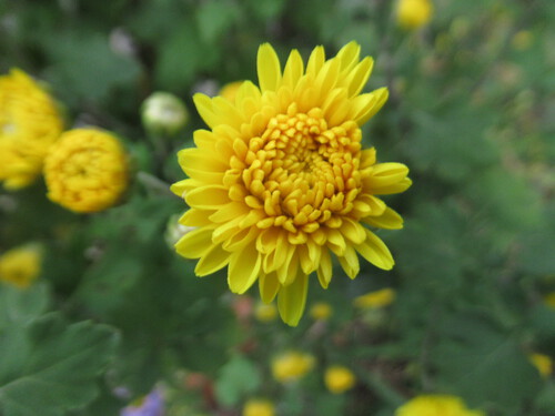 kiku 　 キク　　菊