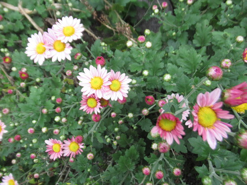 kiku 　 キク　　菊