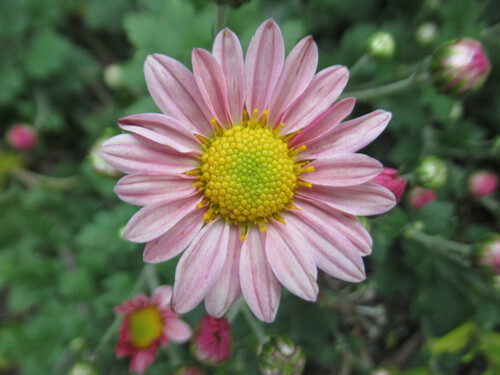 kiku 　 キク　　菊