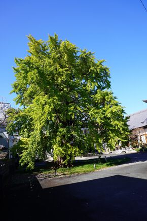 省光寺の大イチョウ