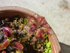 ハエトリソウの鉢の中で、実生のモウセンゴケ