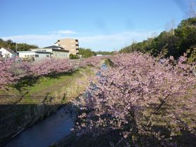 「東大山　河津桜　祭り」