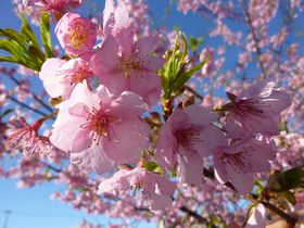 「東大山　河津桜　祭り」