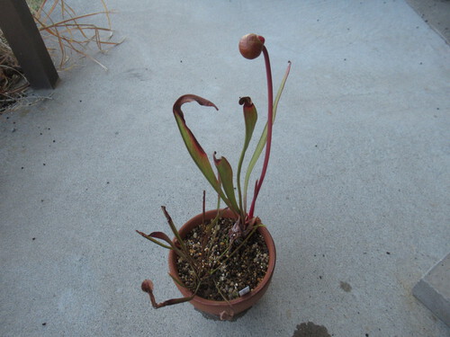花茎