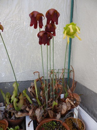 サラセニア（ミッチェリアナ）の開花