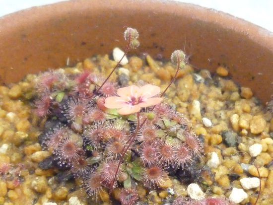 食虫植物（モウセンゴケ・緑）の花
