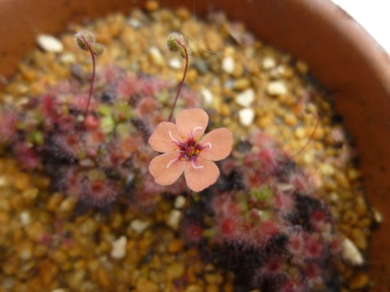 食虫植物（モウセンゴケ・緑）の花