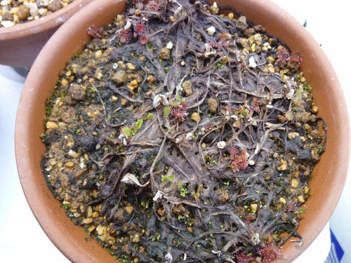 食虫植物 モウセンゴケ アデラエ ラバラック の復活 L バンデンの食虫植物