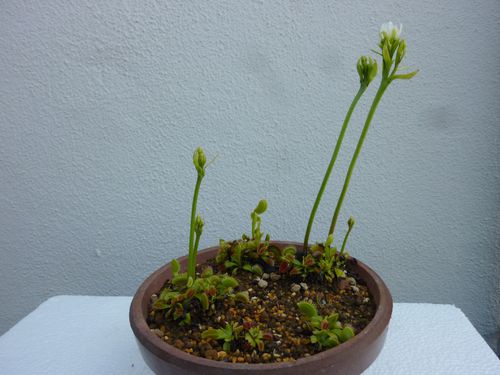食虫植物 ハエトリソウ の花 L バンデンの食虫植物