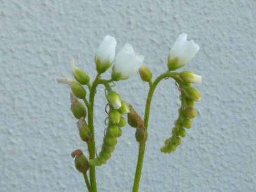 食虫植物（ナガバモウセンゴケ）の花
