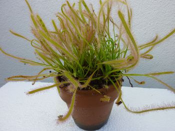 食虫植物（ナガバモウセンゴケ）の花