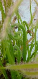 食虫植物（ナガバモウセンゴケ）の花