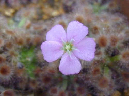 食虫植物 モウセンゴケ 緑 の開花 L バンデンの食虫植物