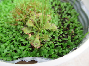 食虫植物・・新しい種類？