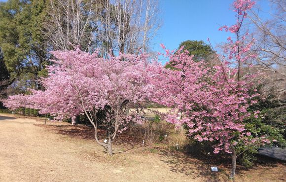 みどりーなの桜