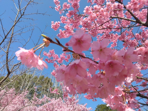 みどりーなの桜