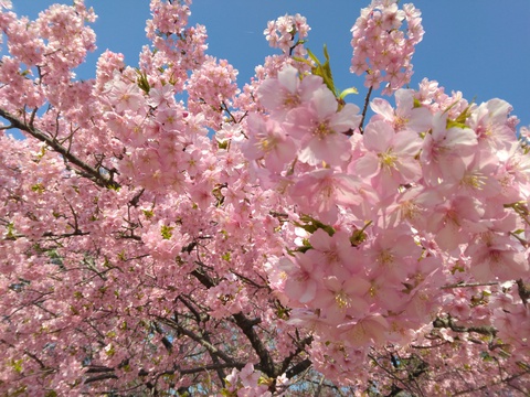みどりーなの桜
