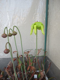 サラセニア（フラバ）の開花 2025/04/18 12:57:33