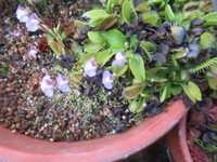 ミミカキグサ（ワープルギー）が開花