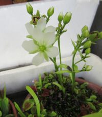 ハエトリソウの開花