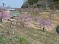 小笠山総合運動公園（エコパ）の梅