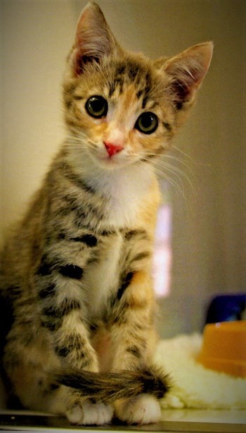 子猫