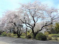 春爛漫 2022/03/31 15:45:59
