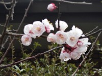 杏の花 2021/03/22 15:41:19