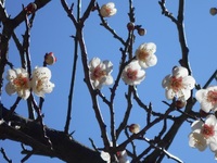 梅の便り 2022/02/22 11:18:55