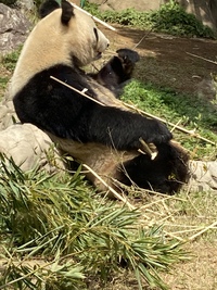 上野動物園のパンダが中国に 2024/09/30 12:05:00