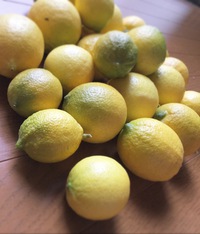 レモン収穫祭☆