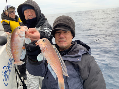 今日はシロアマダイ、昨日はトンジギ