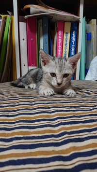 またまた猫ちゃんがやってきました 2019/08/24 21:49:49