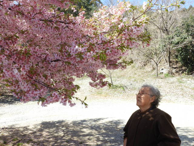 お花見