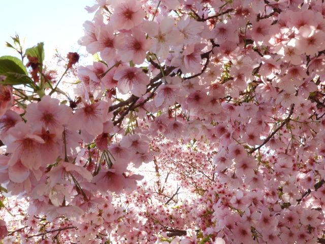 お花見