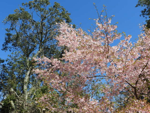 お花見