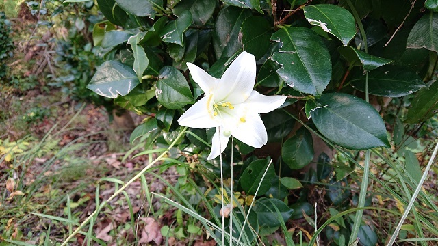 森林公園