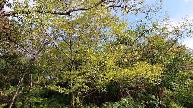 森林公園