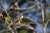 4月4日の記事　浜北森林公園 2019/04/05 00:54:36